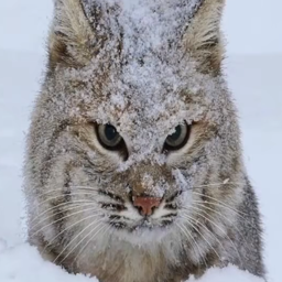 Polar